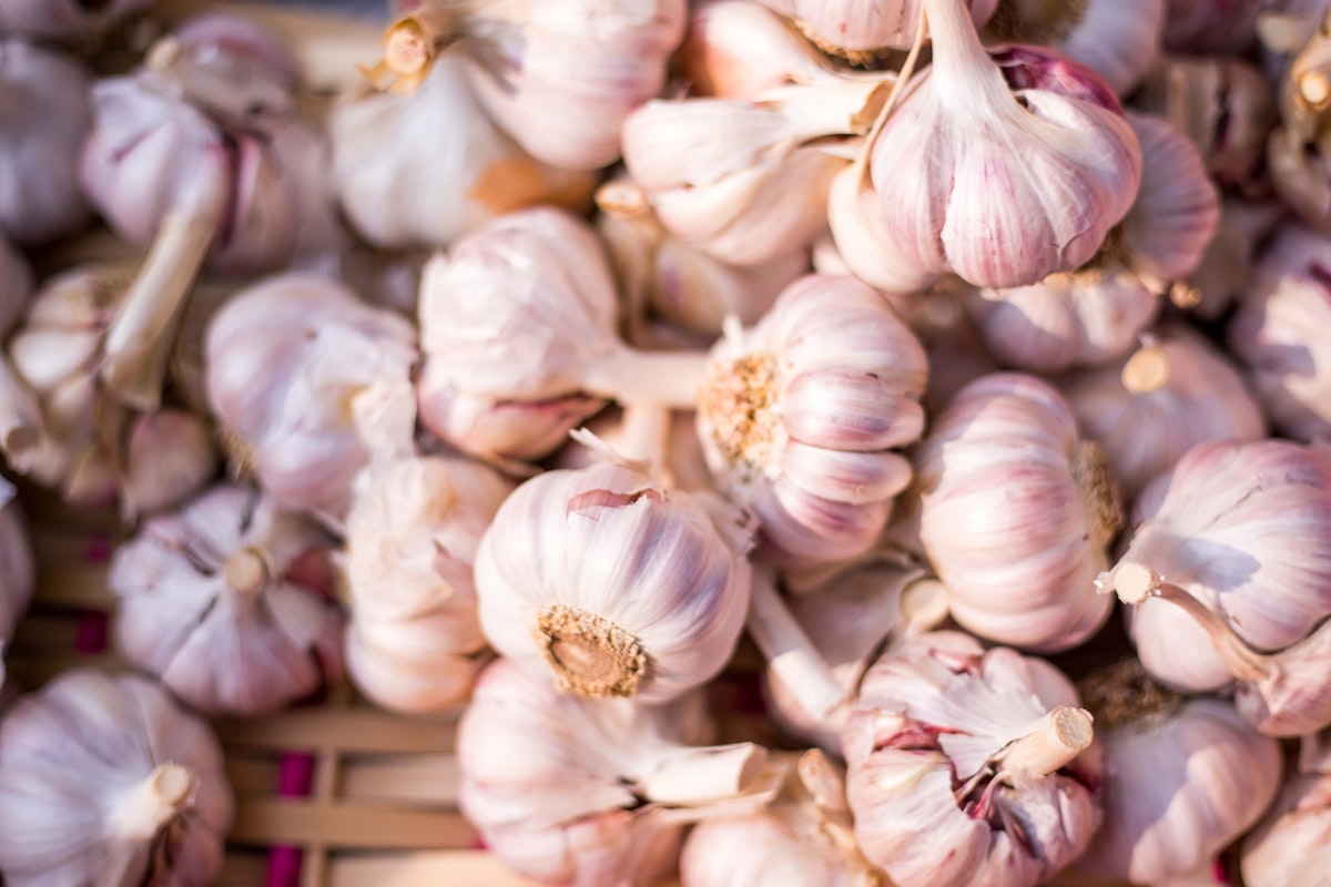 Campi di aglio in fiore